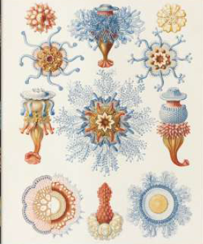 THE ART AND SCIENCE OF ERNST HAECKEL - ENG, FRA, DE